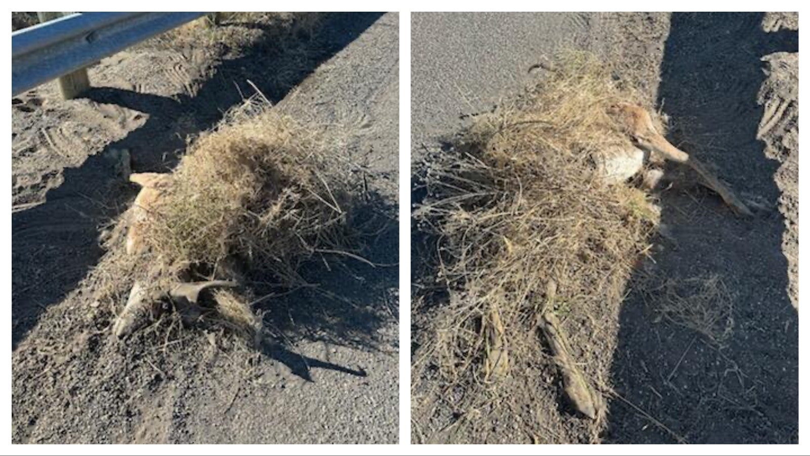 A mountain lion killed an antelope buck and stashed its carcass near the Thermopolis Golf Course, creating a macabre surprise for the person who discovered it. Wyoming Game and Fish later trapped and relocated a “subadult” mountain lion.
