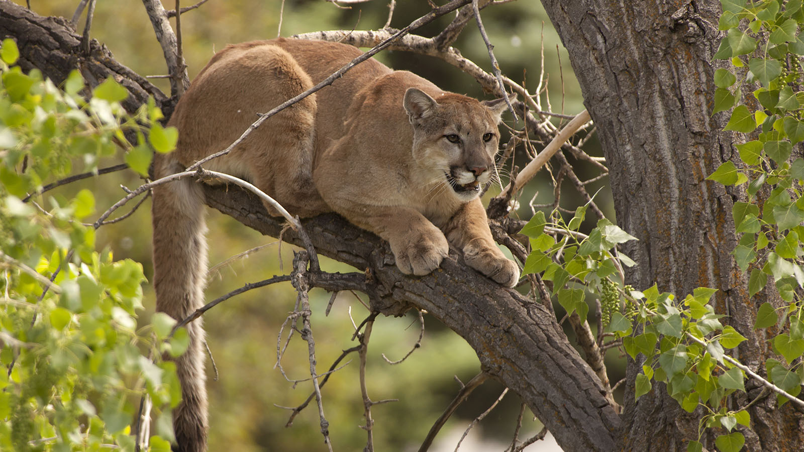 Opponents Say Proposed Colorado Mountain Lion Hunting Ban Is “Ballot ...