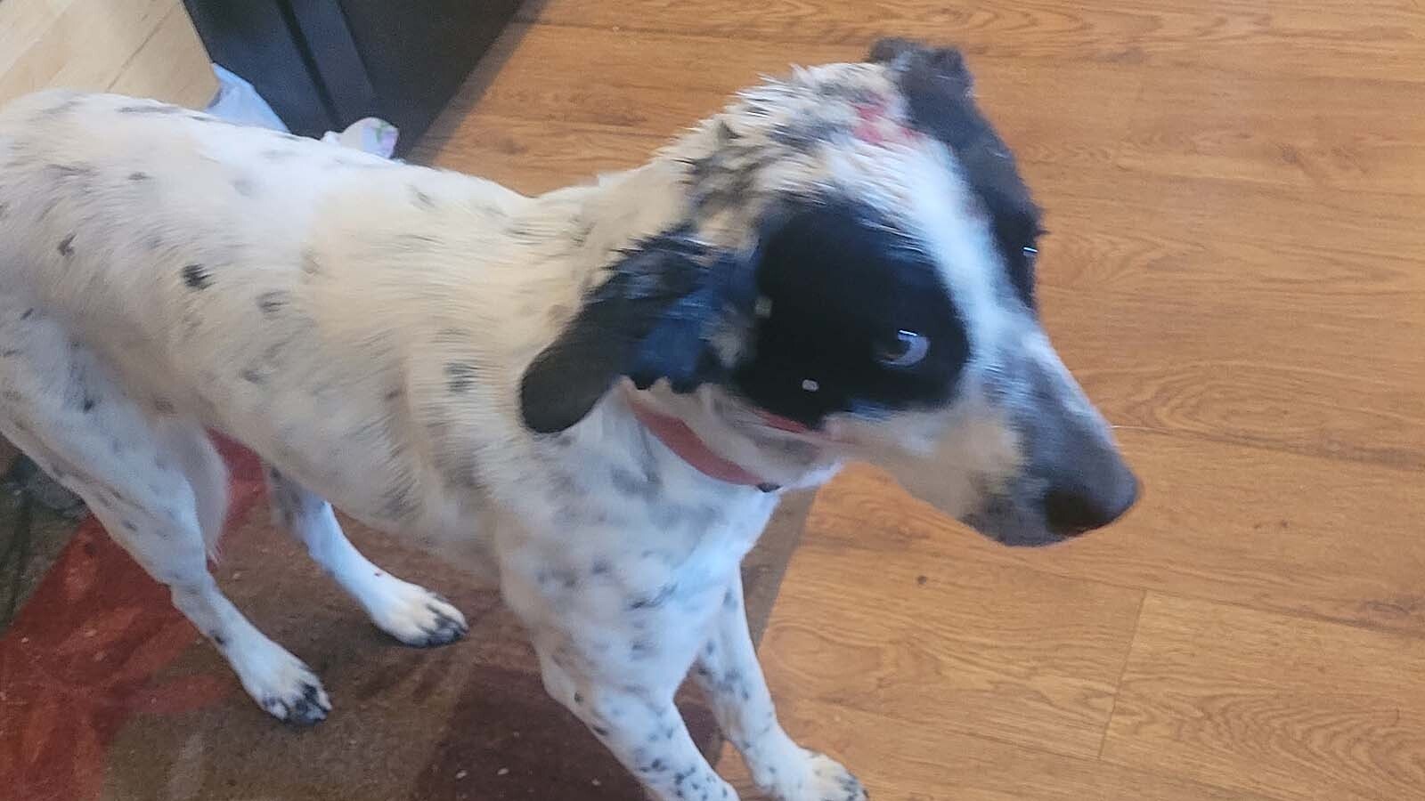 Dottie, a young shorthaired Australian Shepard, was bitten in the head and carried of by a mountain lion on her owners’ property near Newcastle.
