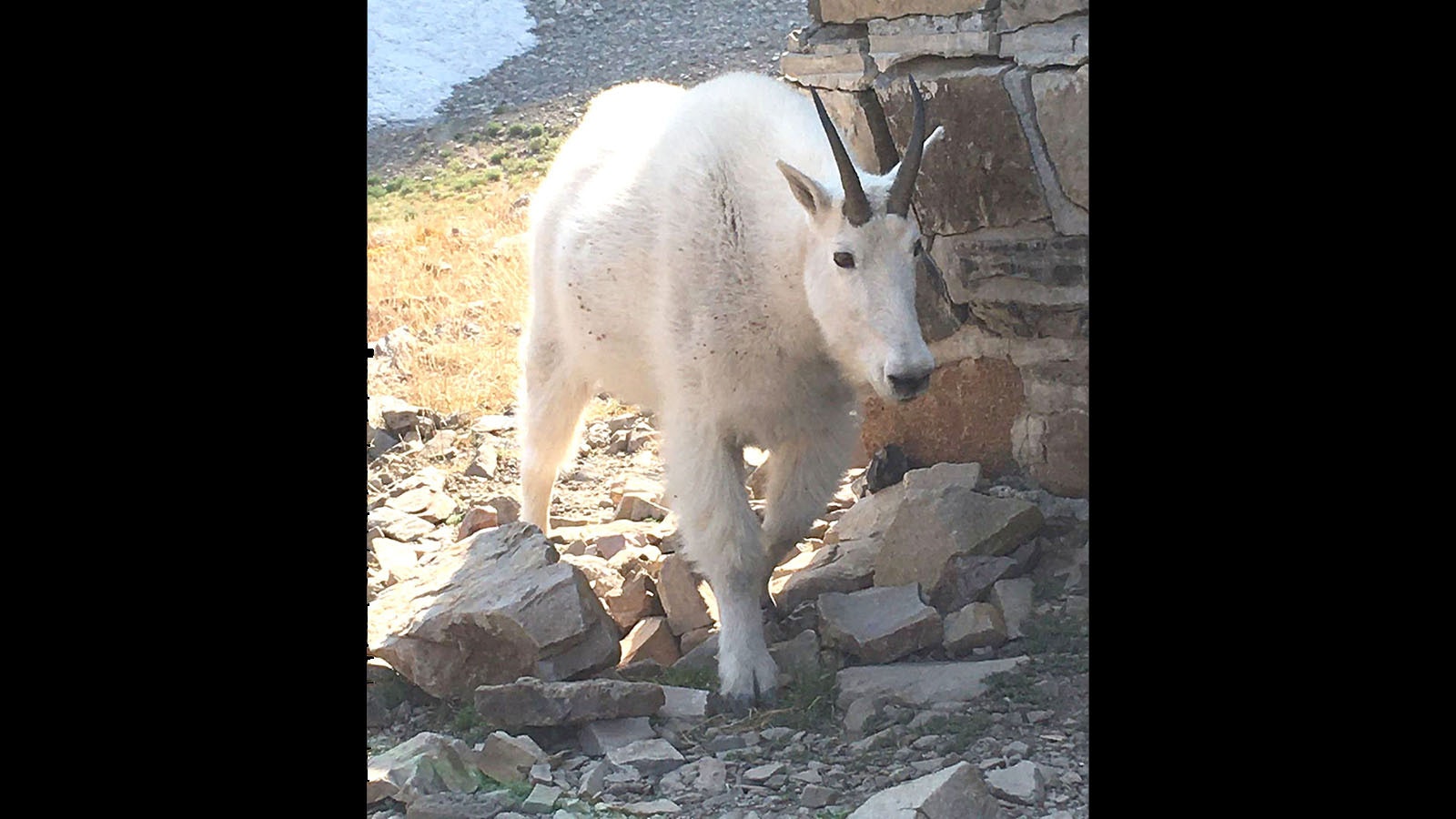 Mountain goats have lost most of their fear of people on crowded hiking trails in Utah’s Mount Timpanogos wilderness area. The goats have killed three dogs there in the last three weeks.