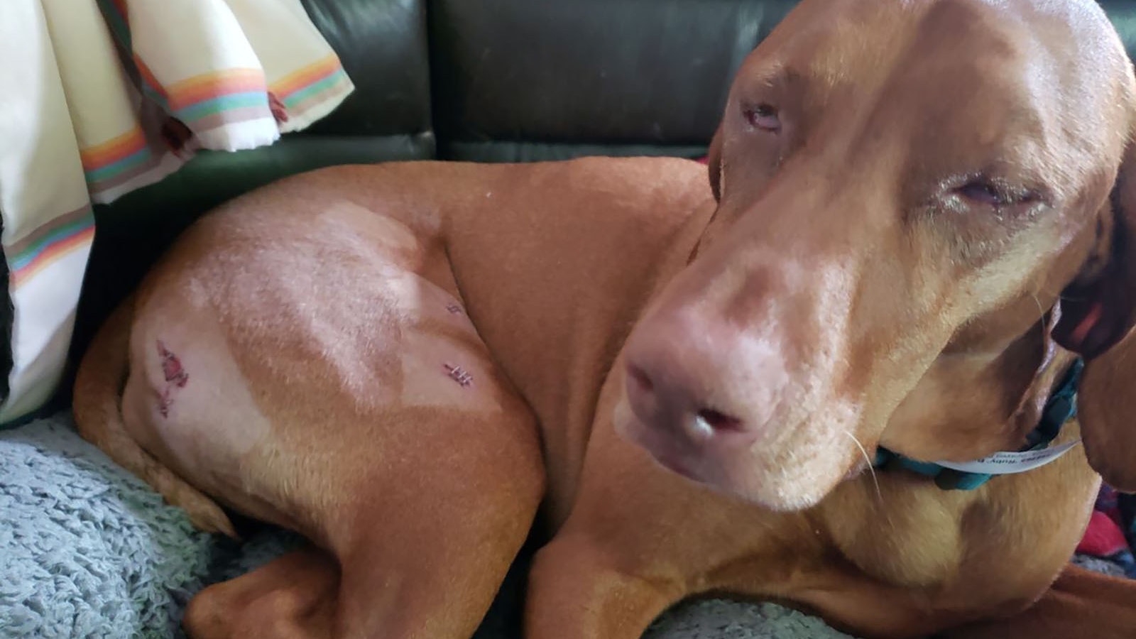 This dog, named Ruby, was tossed in the air and gored by a mountain goat in the Mount Timpanogos wilderness area in Utah in 2021. Three dogs were recently killed by mountain goats there.