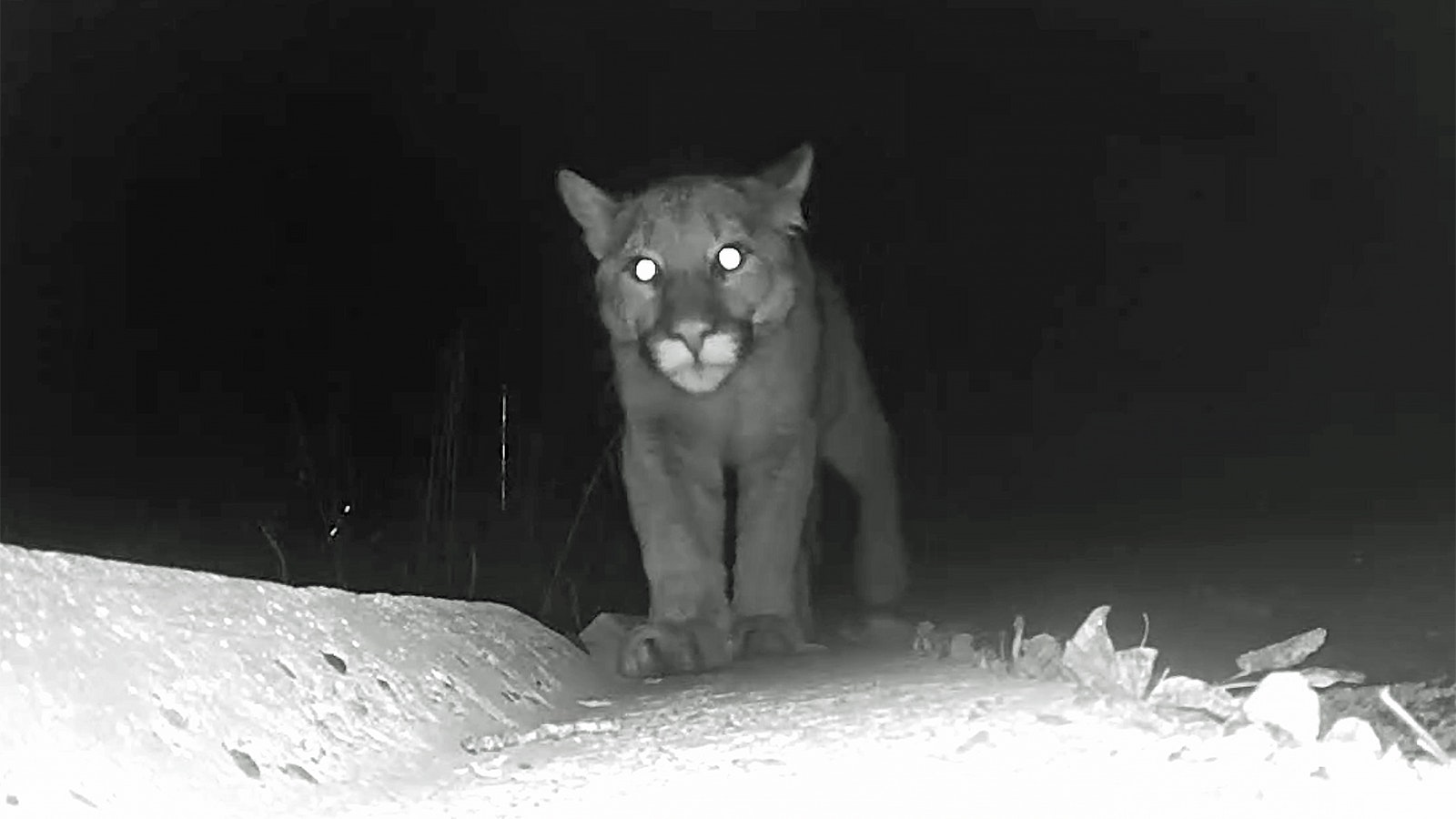 One of a pair of mountain lions Ruzena Rok and her husband that were around their Lincoln County home for five days.