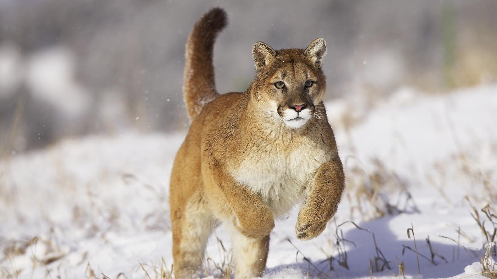 Mountain lions are known for their long, thick tails, but experts are baffled over somebody cutting the tail off a mountain lion that might have been killed illegally in Montana.