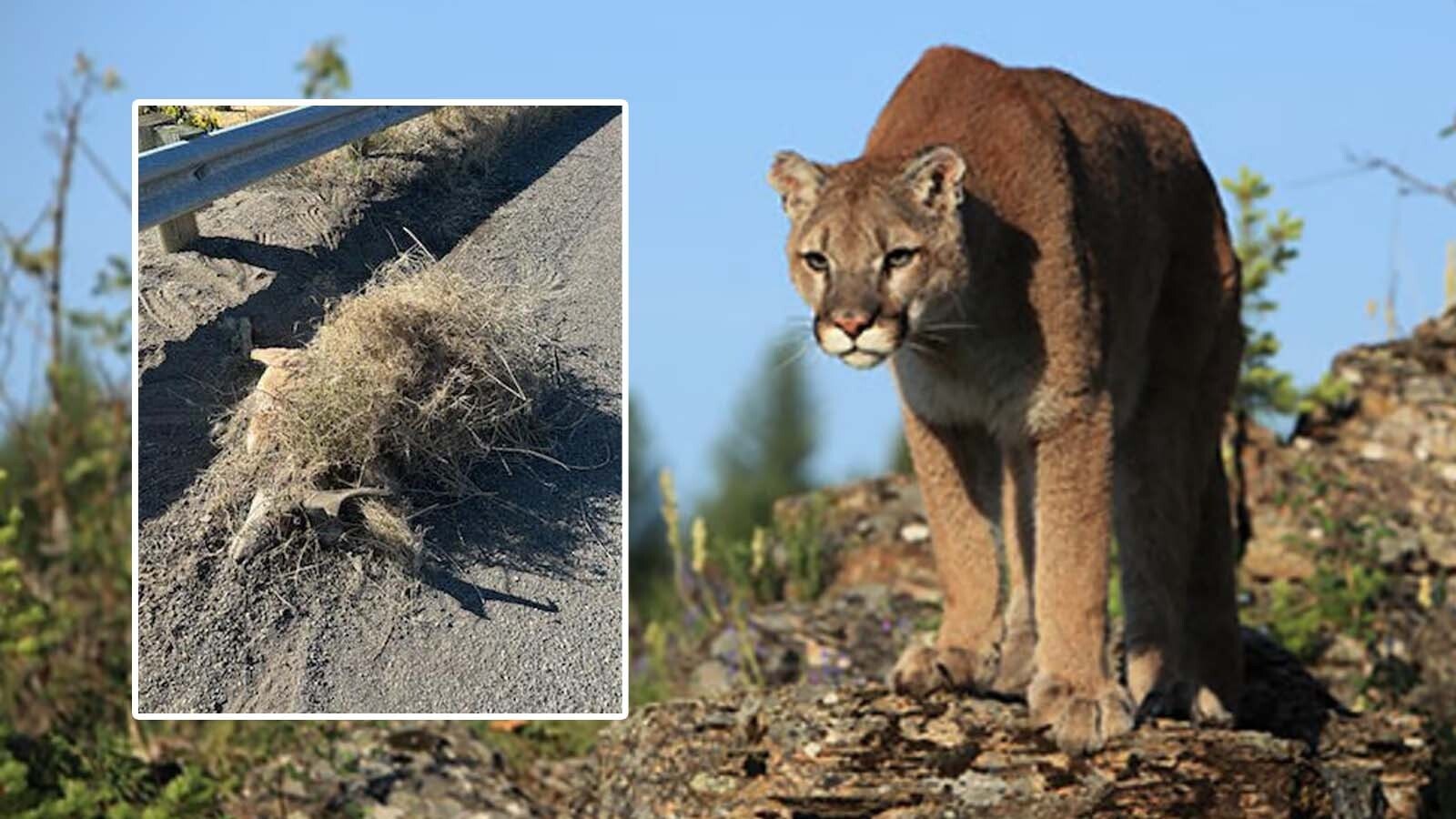 A mountain lion killed an antelope buck and stashed its carcass near the Thermopolis Golf Course, creating a macabre surprise for the person who discovered it. Wyoming Game and Fish later trapped and relocated a “subadult” mountain lion.