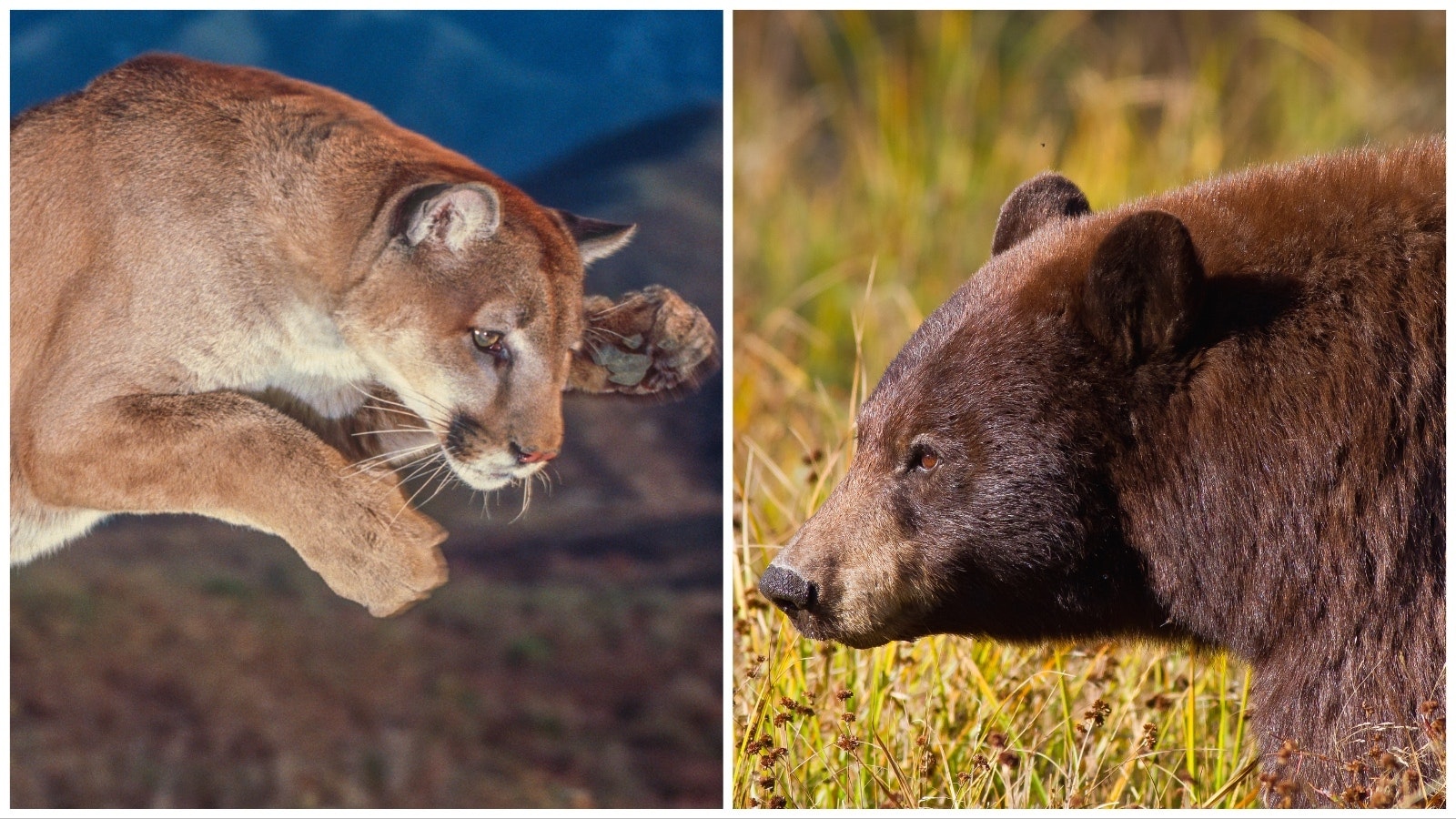 Mountain lion and bear 5 3 23