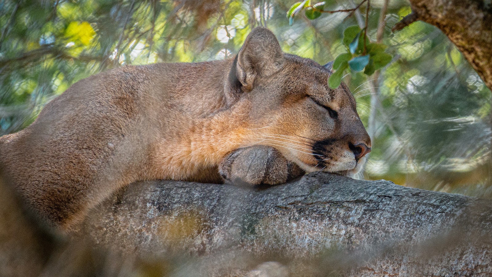 Mountain lion asleep 4 17 23