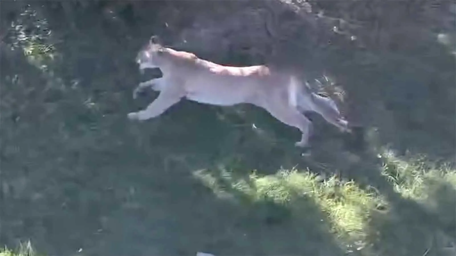 Deputies put down a mountain lion roaming a neighborhood northeast of Cheyenne. Nearby horse owners say the threat to foals and livestock was real, and the choice to euthanize was valid. “It would have been back,” one neighbor says.