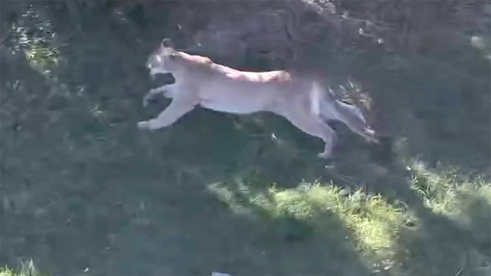 Deputies put down a mountain lion roaming a neighborhood northeast of Cheyenne. Nearby horse owners say the threat to foals and livestock was real, and the choice to euthanize was valid. “It would have been back,” one neighbor says.