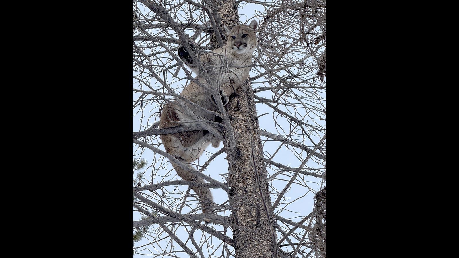 Mountain lions are known for their long, thick tails, but experts are baffled over somebody cutting the tail off a mountain lion that might have been killed illegally in Montana.