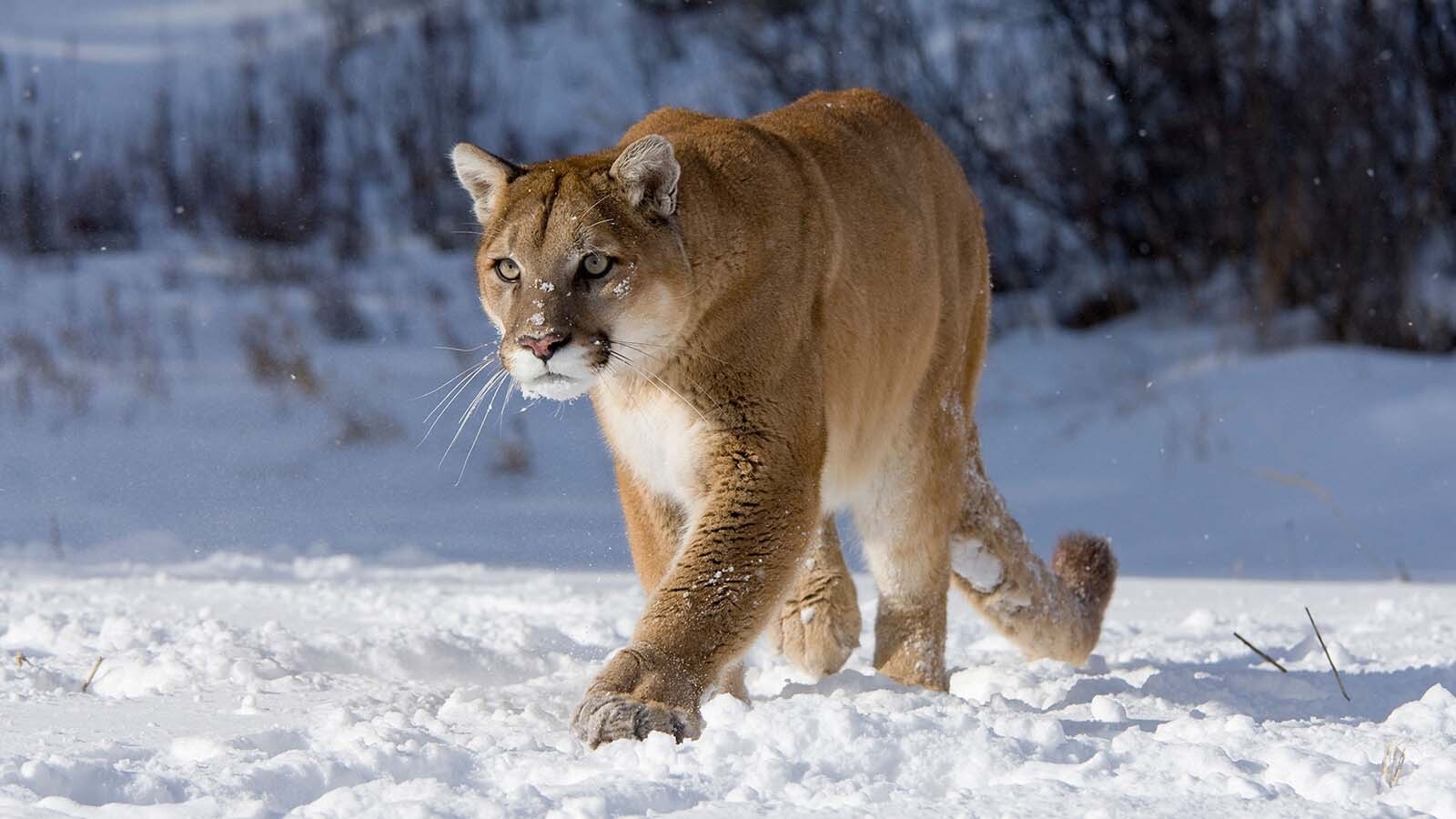 At least one mountain lion — and possibly two — apparently attacked and killed a woman hiking in Colorado on Thursday. Mountain lion experts say attacks on humans are extremely rare, without an officially documented fatal mountain lion attack in Wyoming.