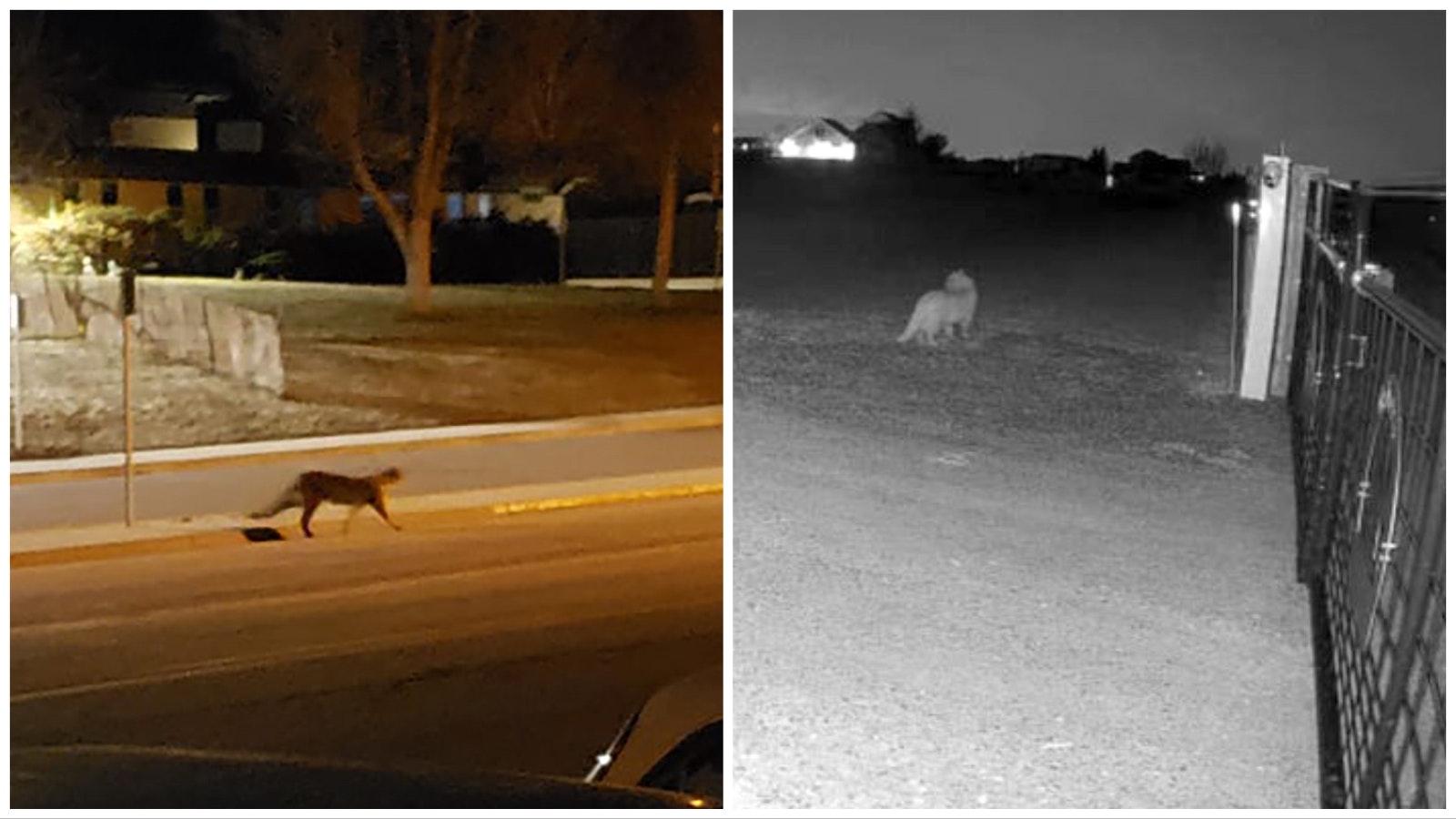 Casper resident Cynthia Leverich caught a mountain lion prowling around town Thursday morning, left, while Cheyenne resident Kenton Paton got surveillance photos March 27 of what looks like a lion, right.