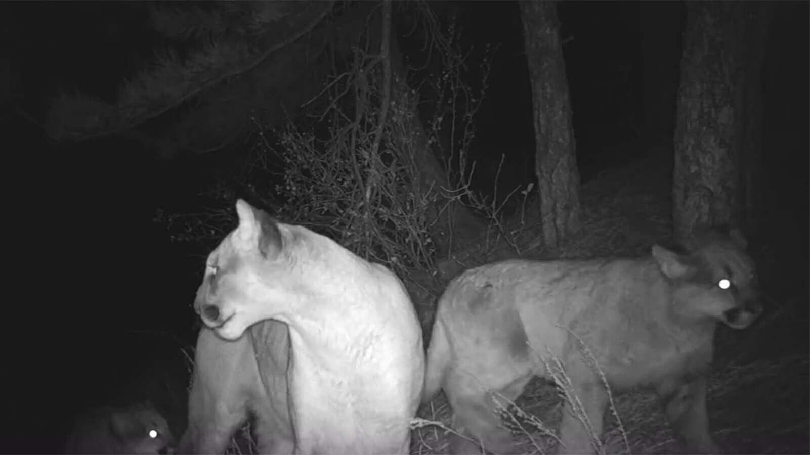 A trio of young mountain lions caught on a rural Wyoming trail camera.