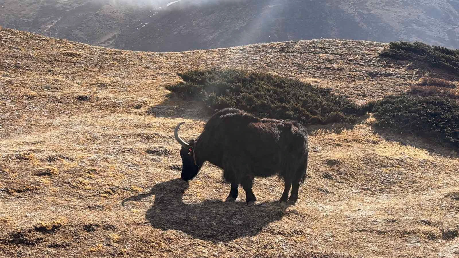 One of the sights along their trek including a yak grabbing a meal on a mountainside.