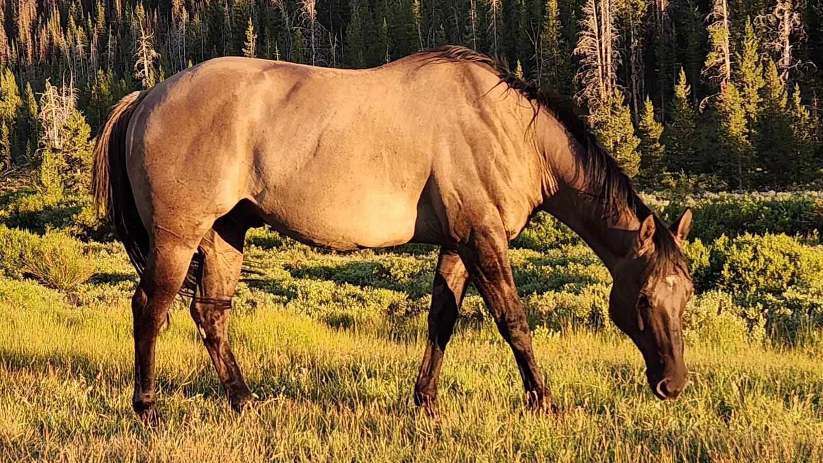 A horse named Mouse that made international headlines after he was rescued after seven months in the Wind River Mountains has made a complete recovery.  “He's pretty much made it from walking death back to full condition,” the horse’s owner told Cowboy State Daily.