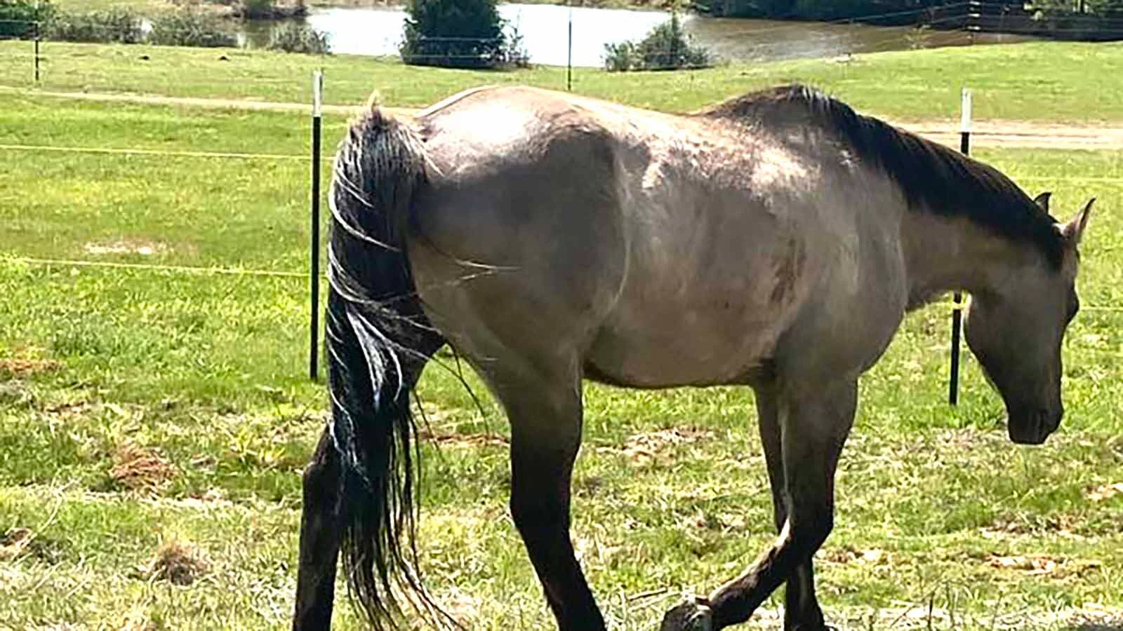 A horse named Mouse that made international headlines after he was rescued after seven months in the Wind River Mountains has made a complete recovery.  “He's pretty much made it from walking death back to full condition,” the horse’s owner told Cowboy State Daily.
