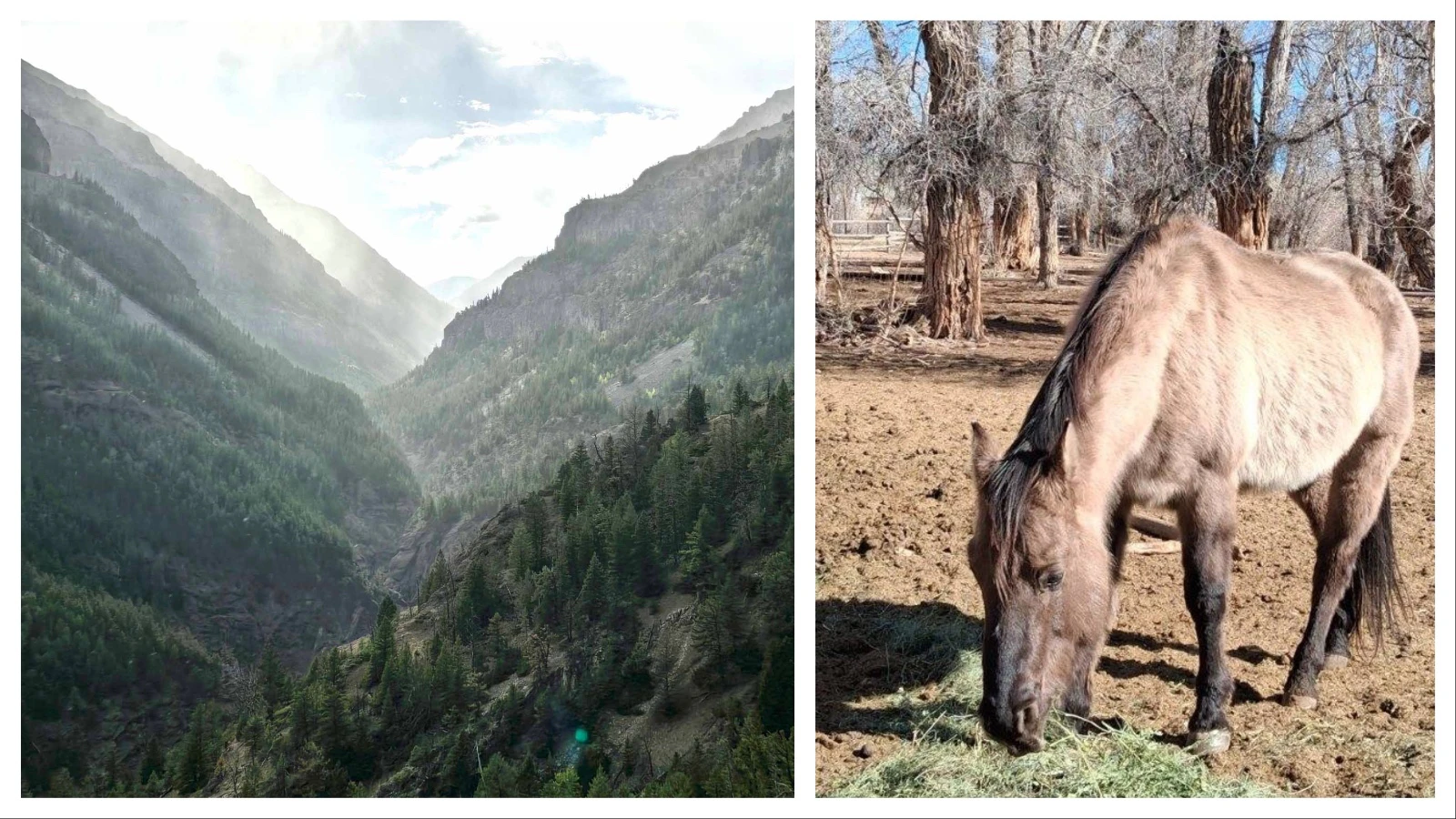 A horse named Mouse that made international headlines after he was rescued after seven months in the Wind River Mountains has made a complete recovery.  “He's pretty much made it from walking death back to full condition,” the horse’s owner told Cowboy State Daily.