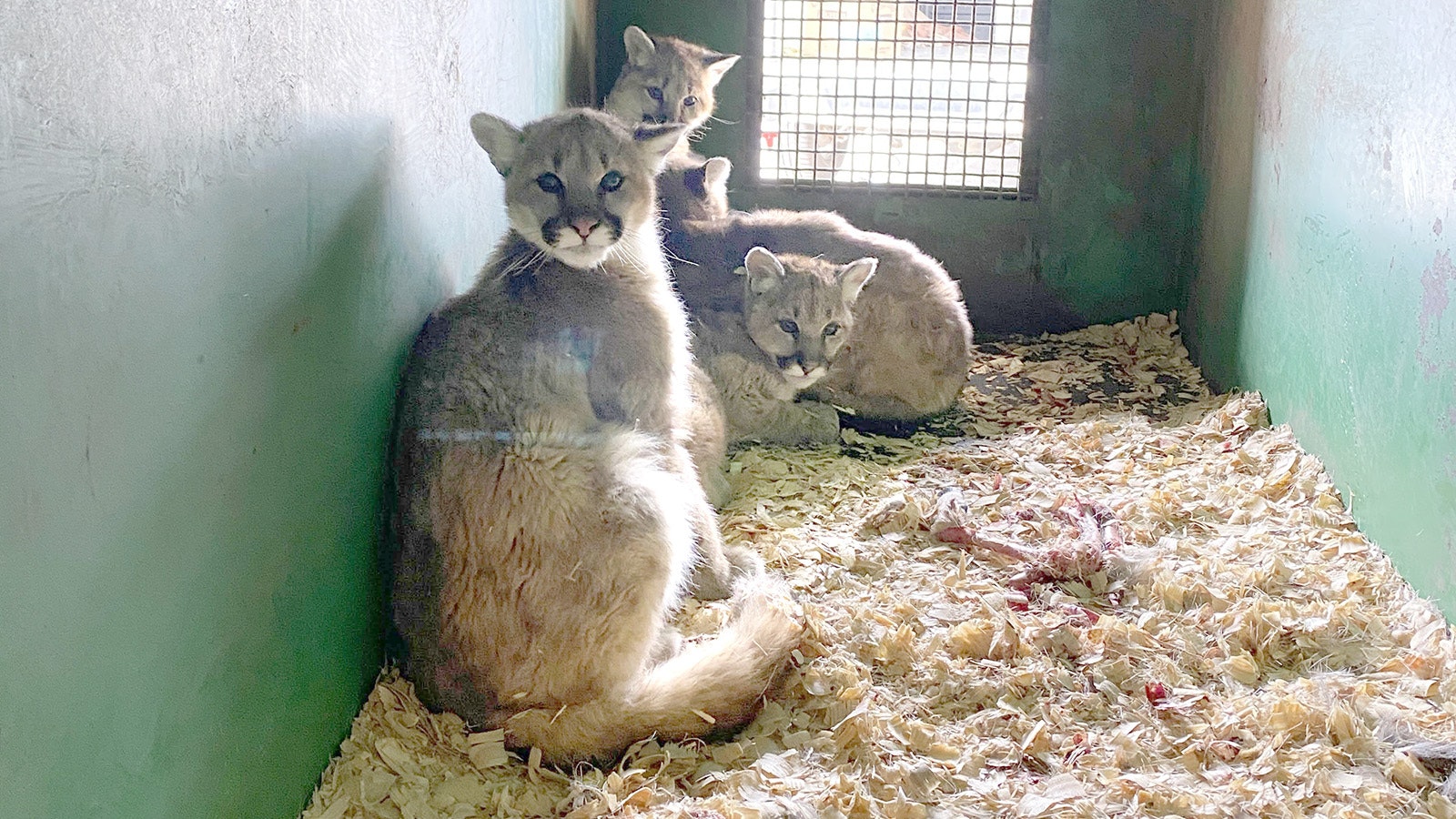 Wyoming Game and Fish Department wardens captured four orphaned 6-month-old orphaned mountain lion cubs near Pinedale last year. They were taken to the Bear Country USA zoo in South Dakota.