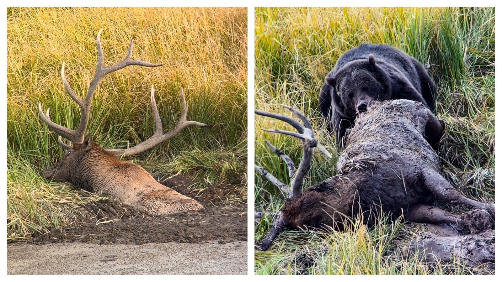 A bull elk that was trapped in a mud hole by a pond was euthanized by Yellowstone rangers to end its hopeless struggle. Then after winning the carcass from competition, a big bear put on an awesome display of power by dragging the adult elk from the mud.
