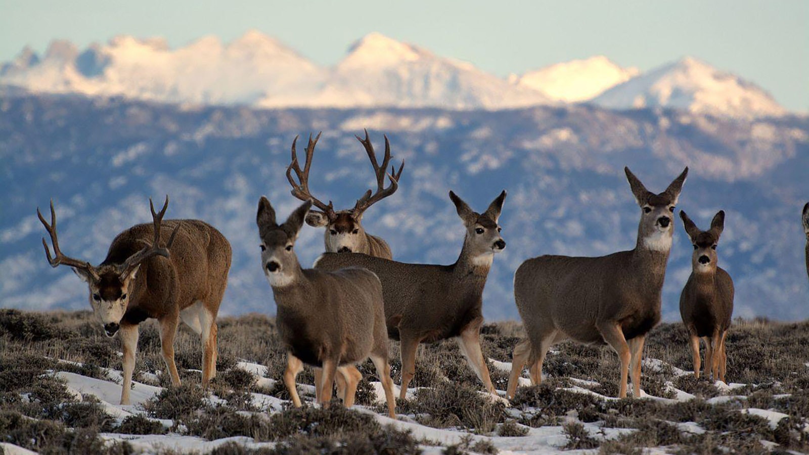 Wyoming mule deer herd.