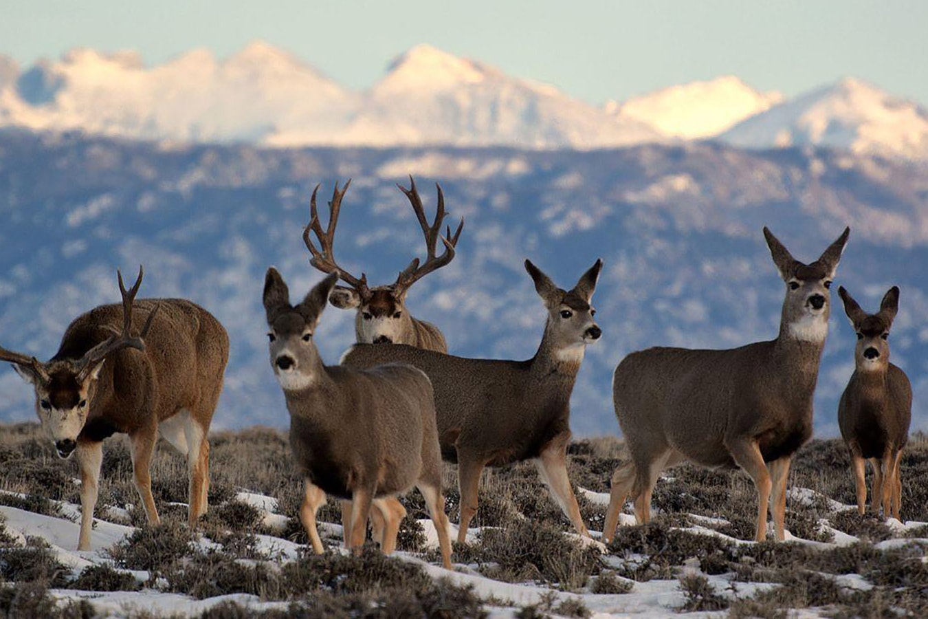 Wyoming mule deer herd.