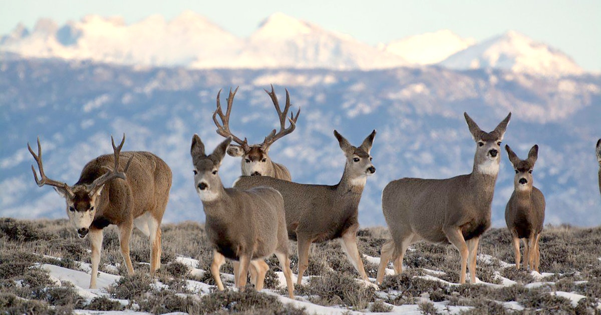 Wyoming Elk, Antelope Adapt Better To Housing, Energy Developments Than Mule Deer