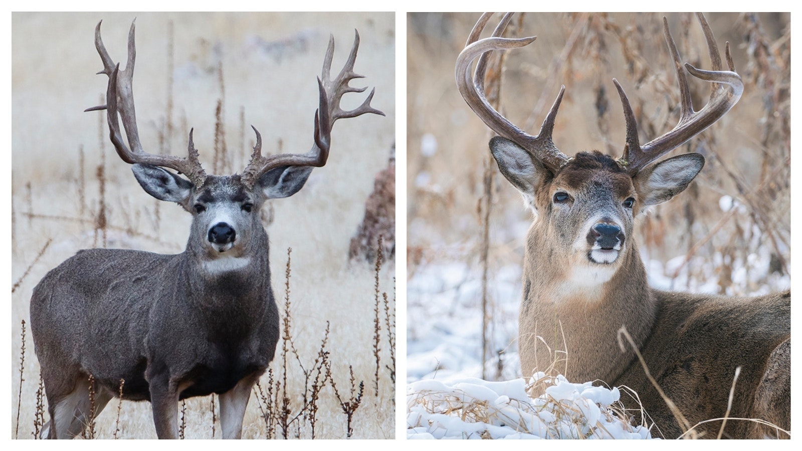 Whether to split deer season into separate season for mule deer, left, and white-tailed, right, will be debated by the Wyoming Legislature.