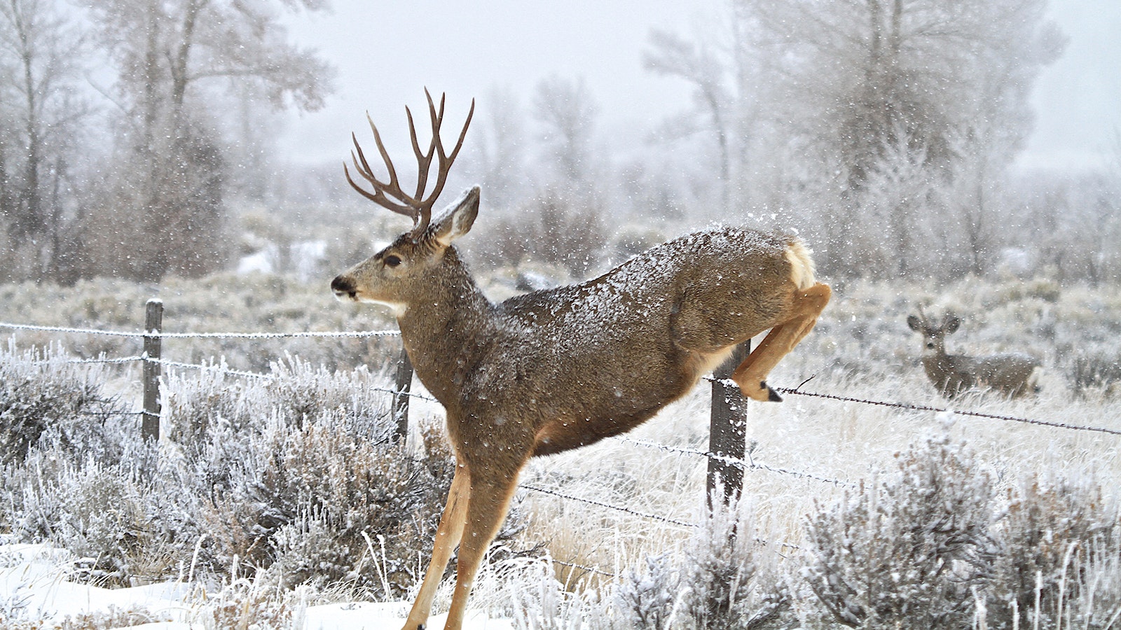 A mule deer buck jumps a fence near Pinedale, Wyoming.