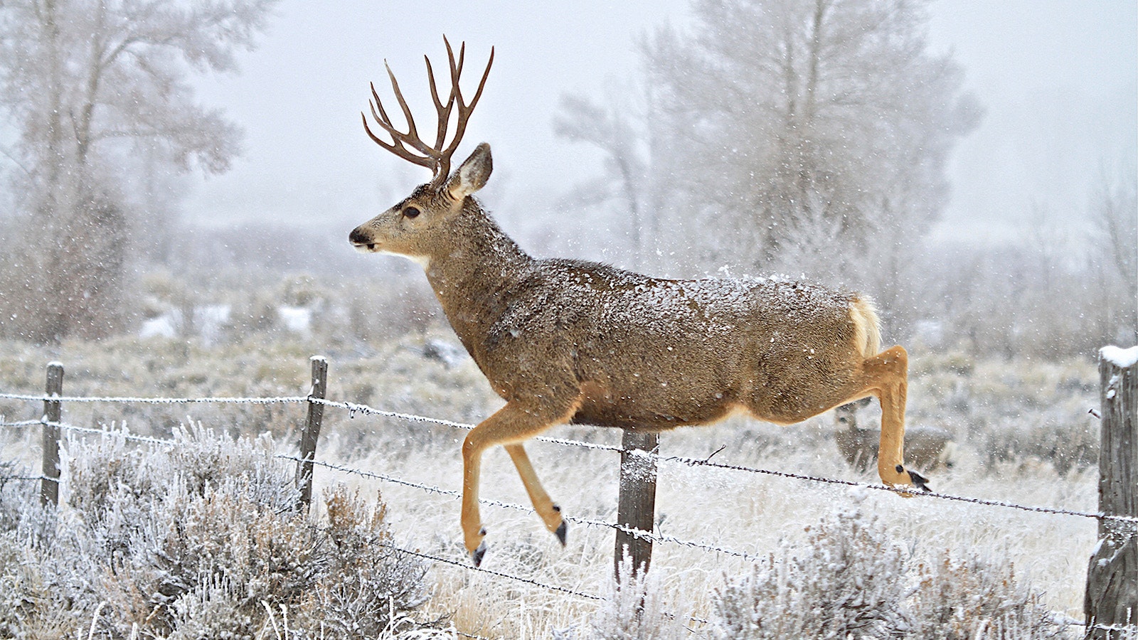 This Winter Looking Less Deadly Than Last For Wyoming Mule Deer