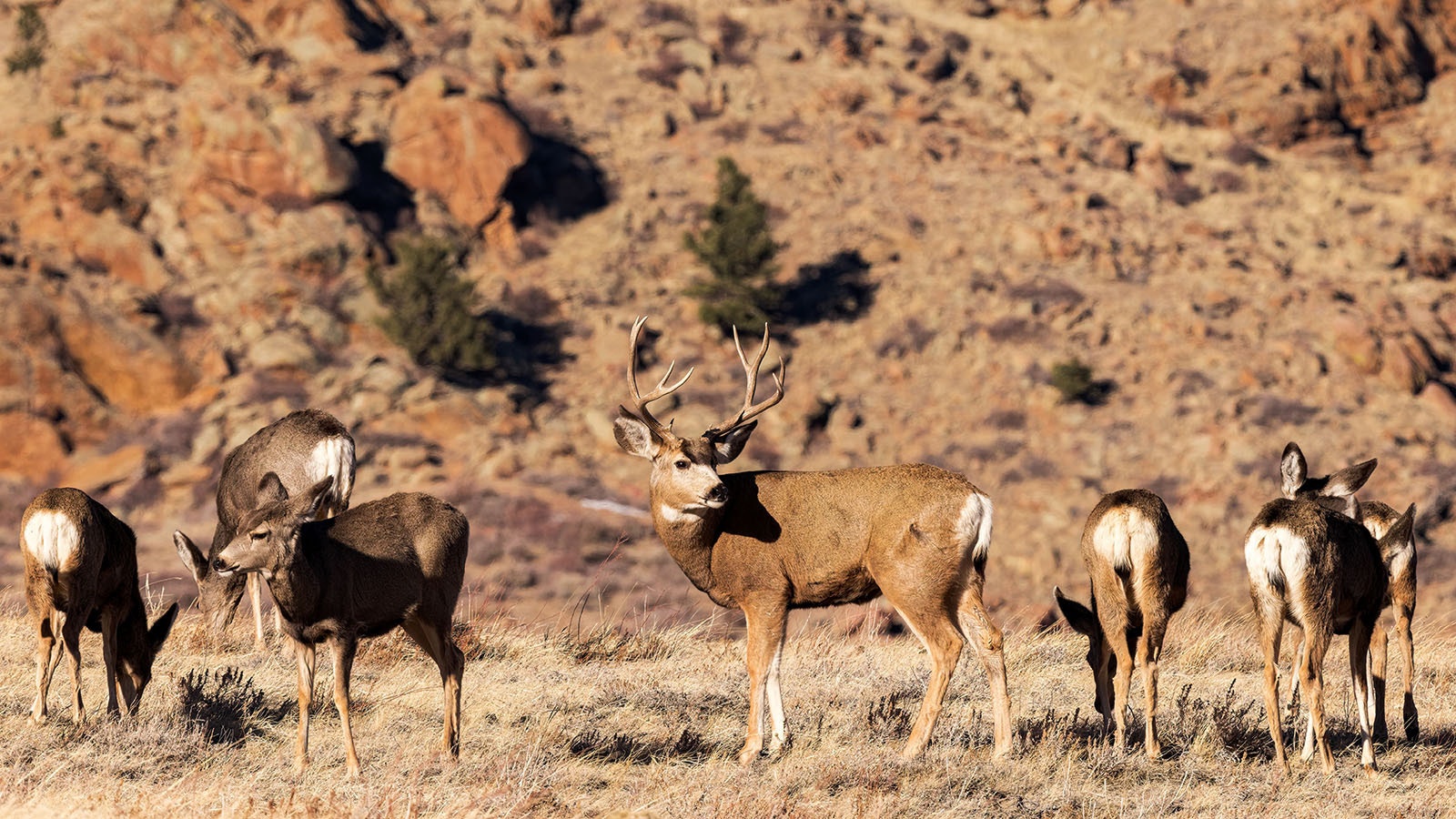 A Wyoming mule deer buck and its harem.