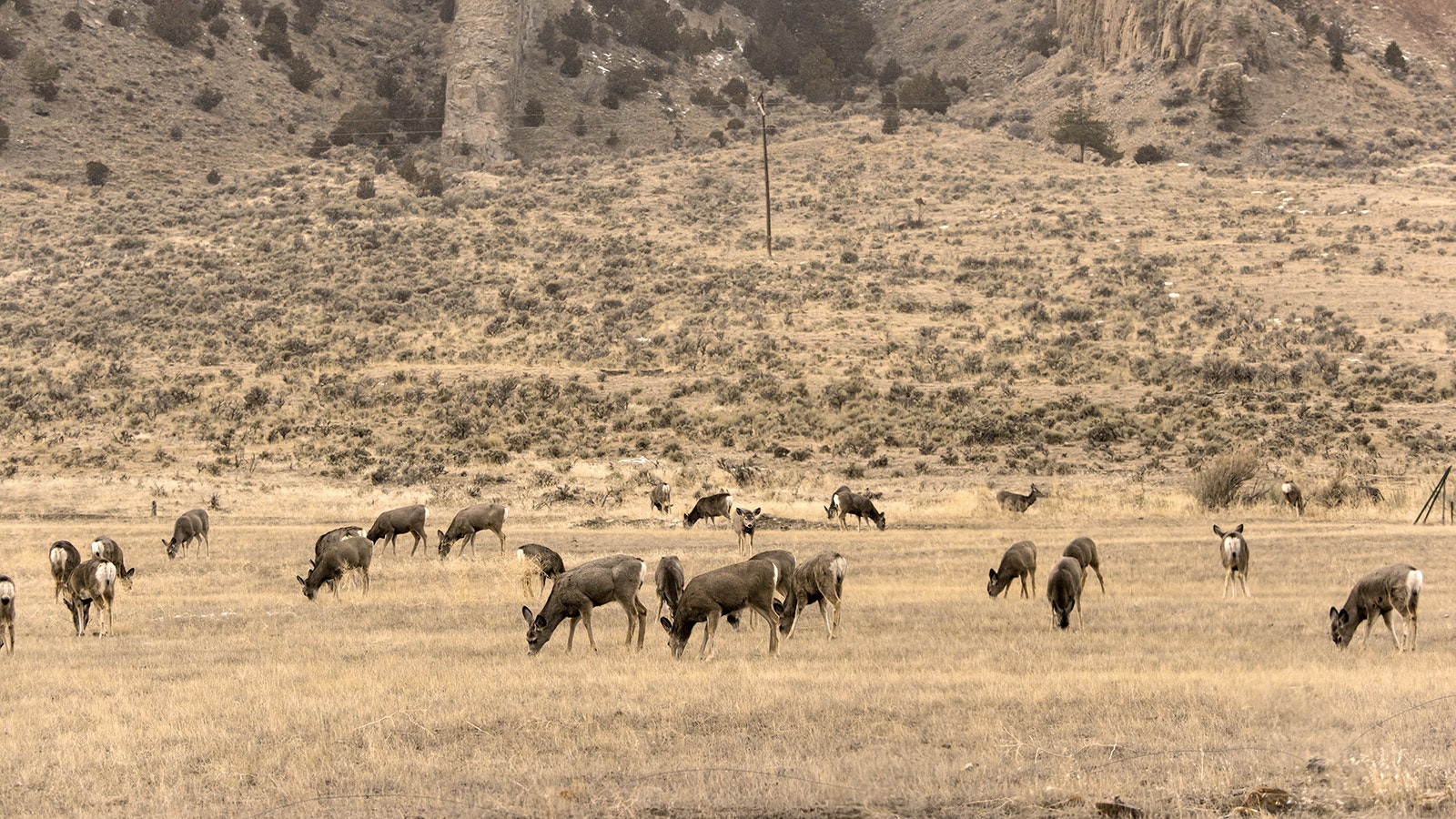 Mule deer herd 6 29 23