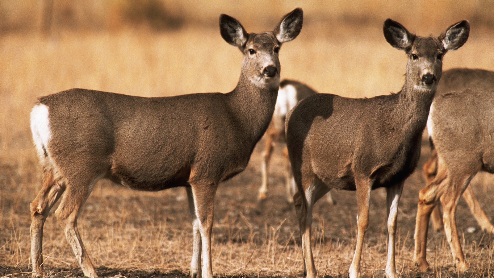 For the first time, chronic wasting disease has been confirmed in wildlife in Yellowstone National Park. The infected animal was a mule deer, like in this file photo of Yellowstone deer.