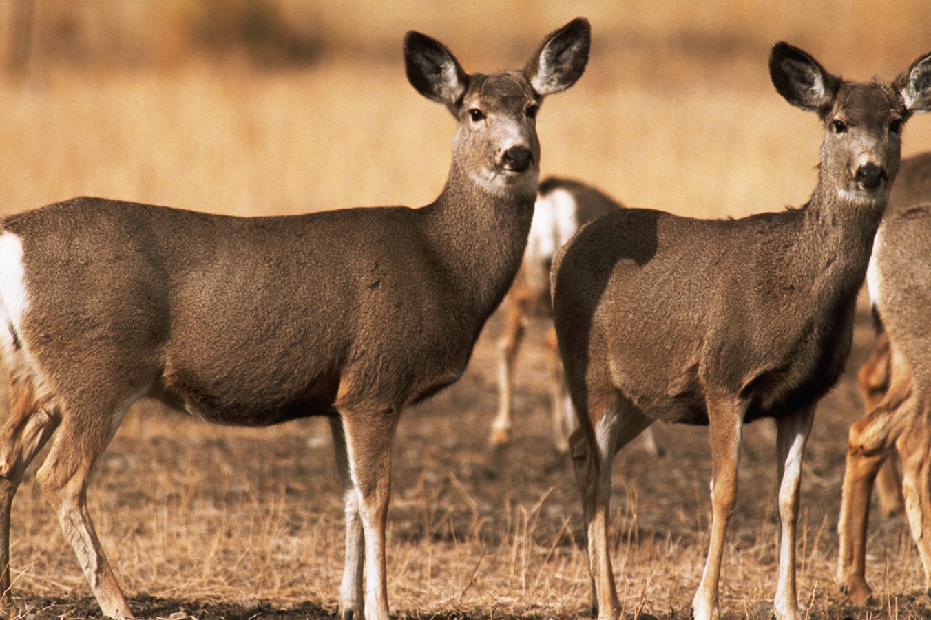For the first time, chronic wasting disease has been confirmed in wildlife in Yellowstone National Park. The infected animal was a mule deer, like in this file photo of Yellowstone deer.