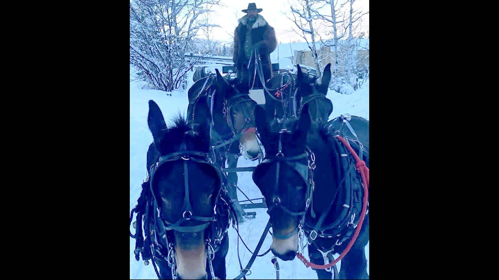 andy Melton was born to be a muleskinner. He was leading a team as a toddler and was a muleskinner for the Army. As a civilian, he is an outfitter and works for the movies. He claims that mules are smarter, stronger and healthier than horses and that people are starting "to catch on" to their greatness.