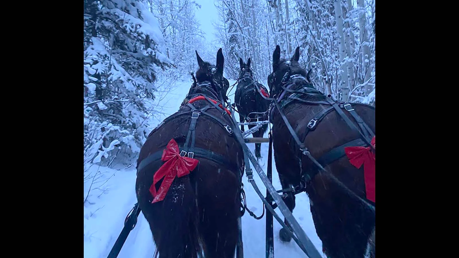 Randy and Alesha Melton run an outfitting business, specializing in mules as their pack animal of choice, in Utah, just 40 miles from the border of Wyoming. They have spent several weeks attending parades in Thermopolis and shootouts in South Pass, Wyoming, and will soon be getting ready for the fall hunting season.