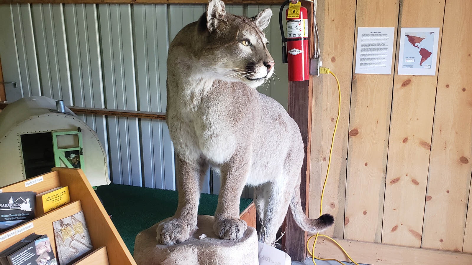 A mountain lion is among the many taxidermy animals on display at the Little Snake River Museum in Savery.