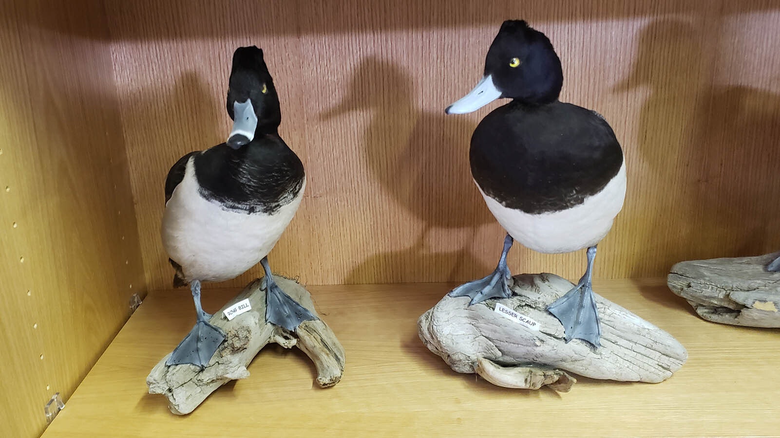 A pair of ring bill ducks on display at the Little Snake River Museum in Savery.