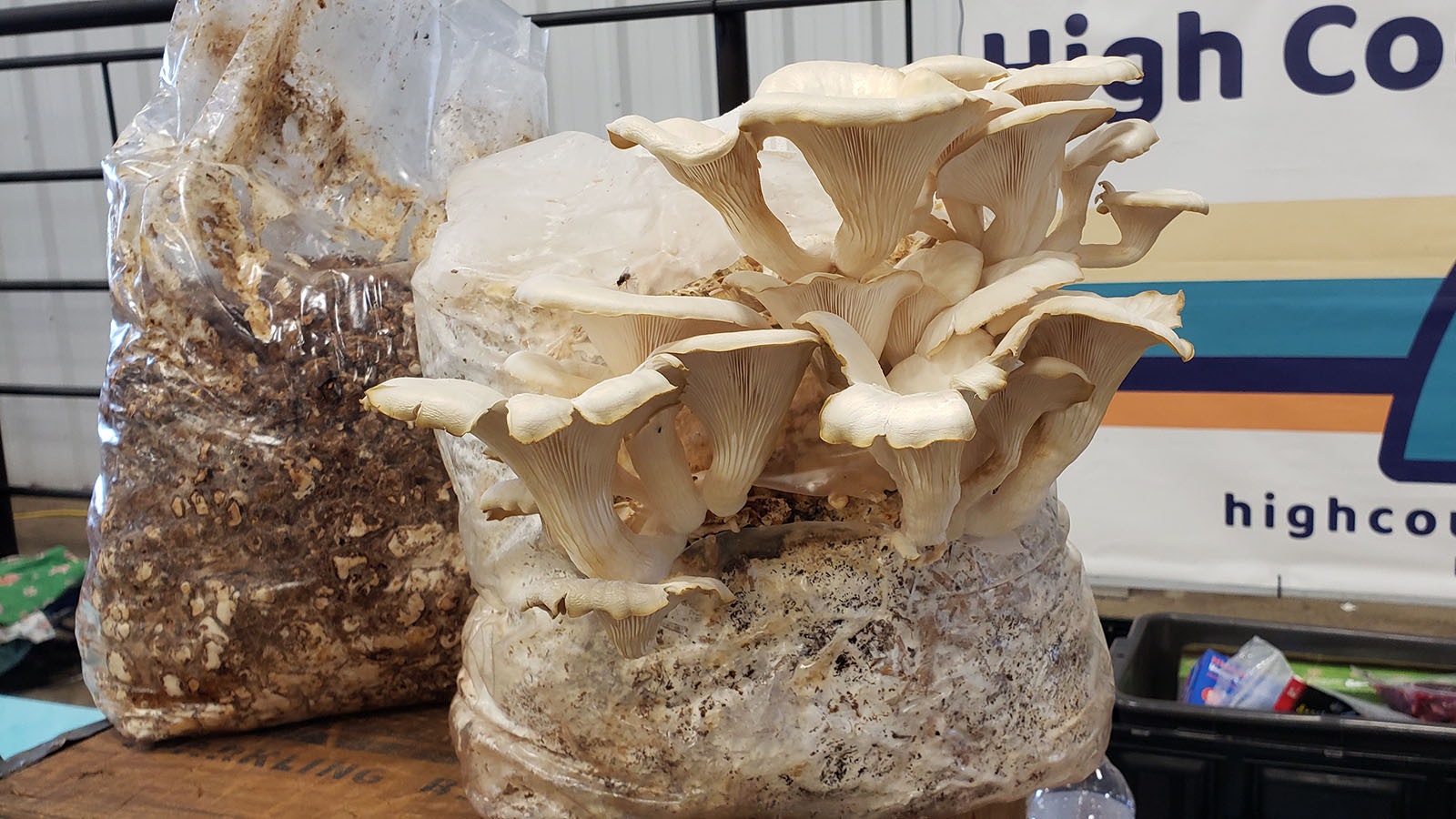 Mushroom kits are relatively easy to grow in the home and will usually provide multiple cuttings.