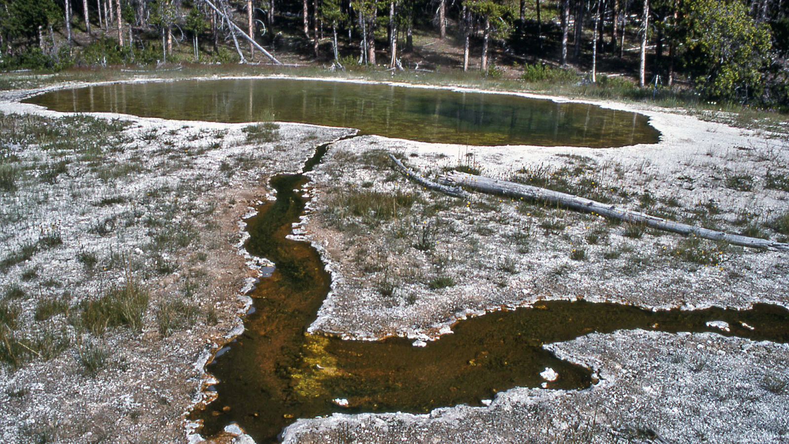 Tourists can’t visit Mushroom Pool in Yellowstone National Park, even though it transformed how science does DNA replication. An enzyme from a bacterium there enabled a process that gave us COVID tests and powers modern forensics.