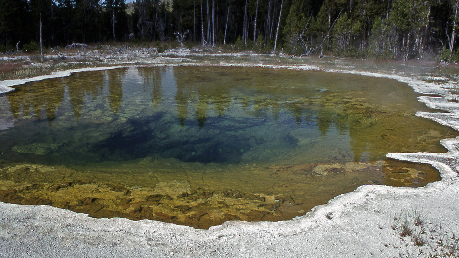 Tourists can’t visit Mushroom Pool in Yellowstone National Park, even though it transformed how science does DNA replication. An enzyme from a bacterium there enabled a process that gave us COVID tests and powers modern forensics.