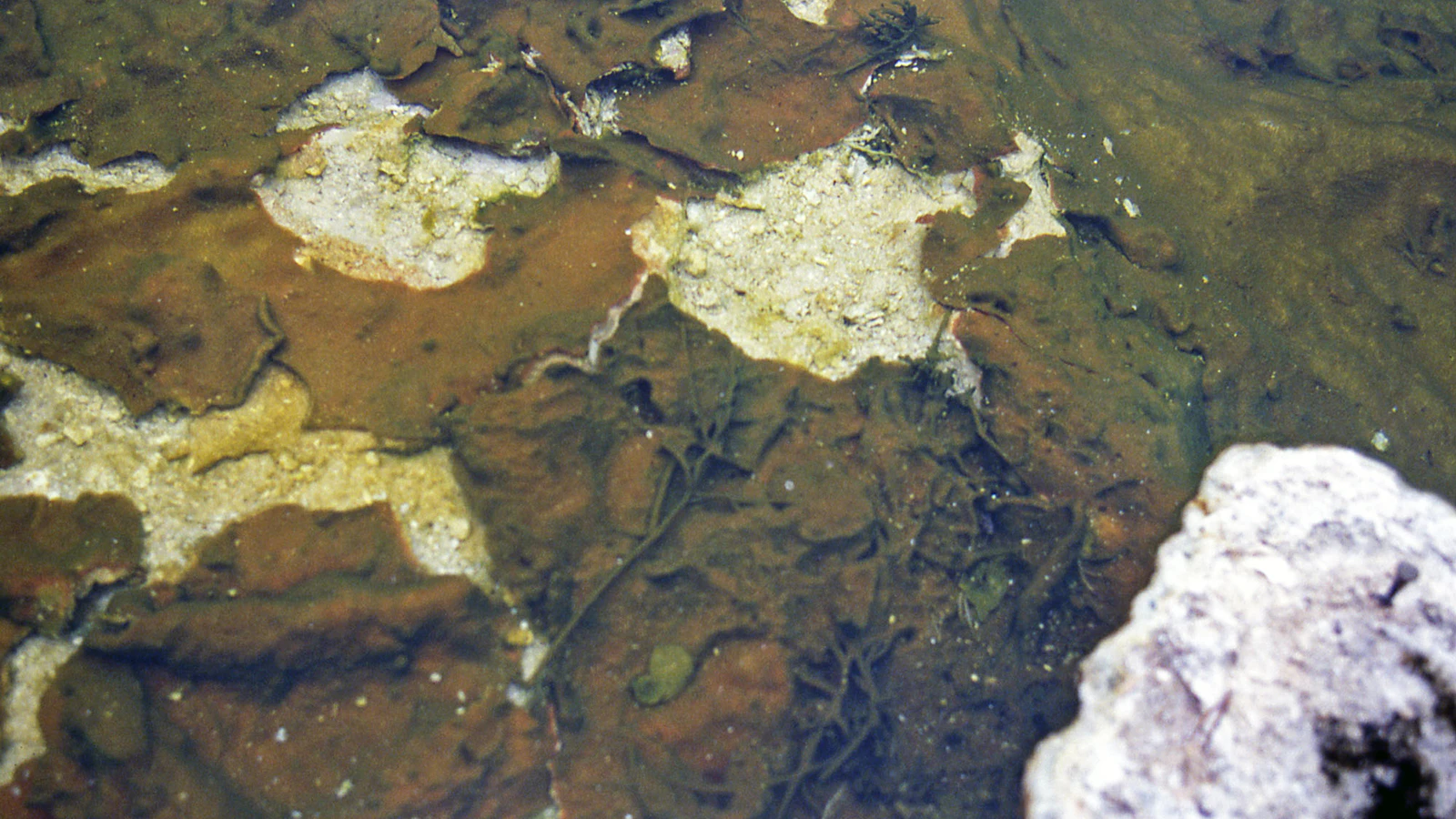 Tourists can’t visit Mushroom Pool in Yellowstone National Park, even though it transformed how science does DNA replication. An enzyme from a bacterium there enabled a process that gave us COVID tests and powers modern forensics.