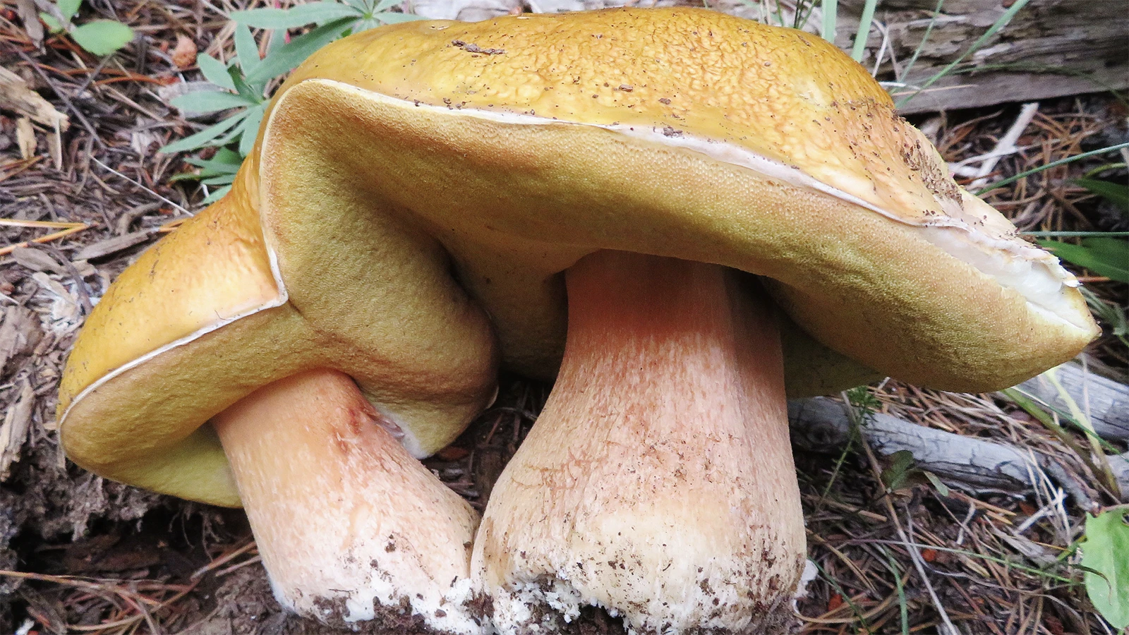 A new species of Butter bolete Butryboletus discovered by Jack States.