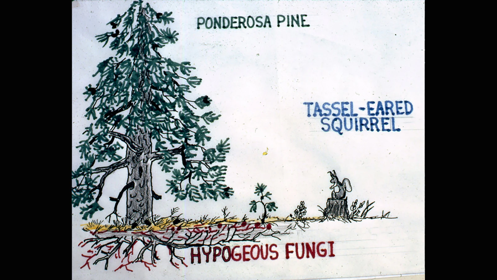 Graphic illustrating the mutually beneficial symbiosis of the conifer Ponderosa pine, tassle eared squirrel, and mycorrhizal fungus.