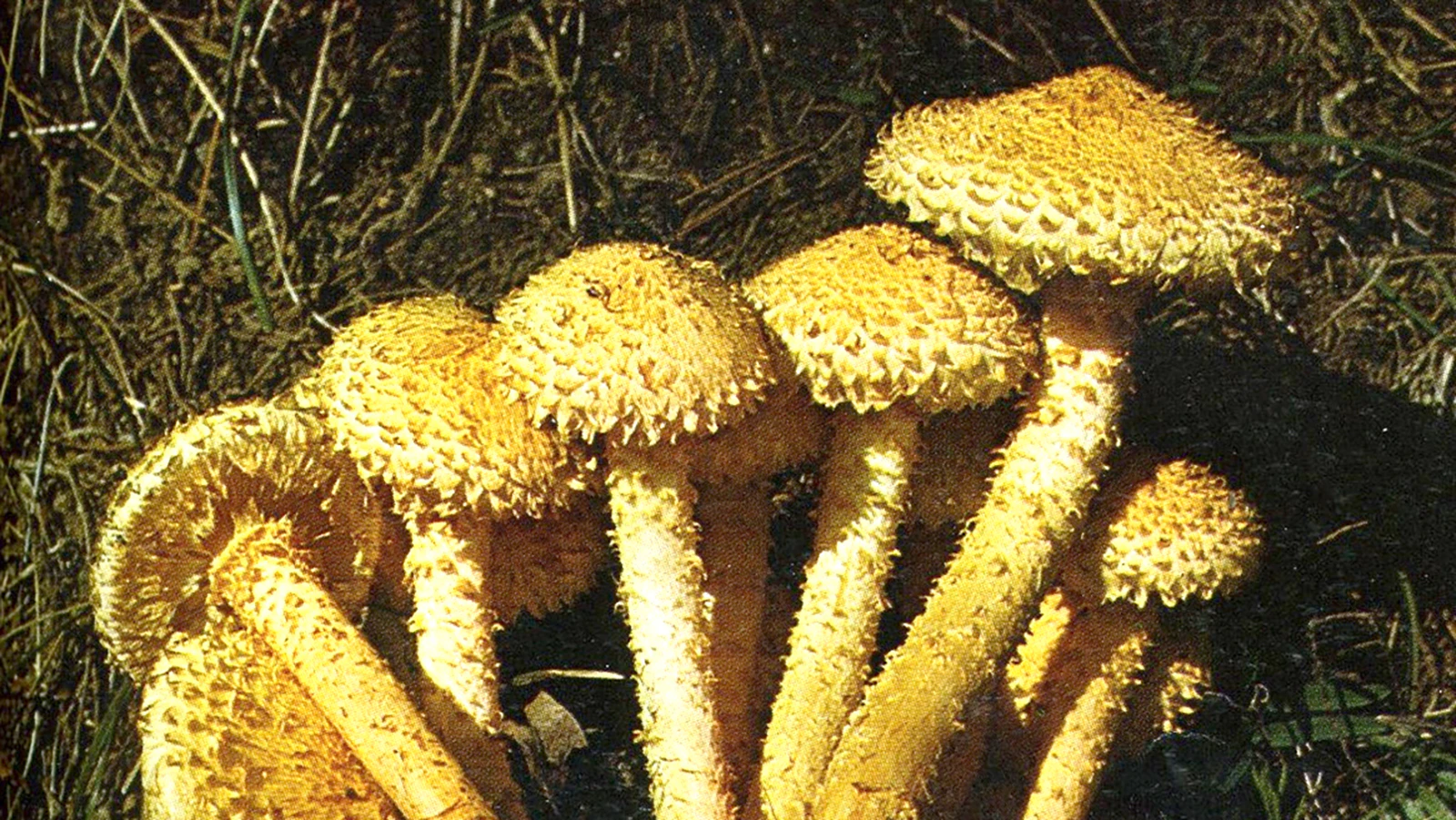 The garlic-flavored sheepherder mushroom, to which Jack States had a violent allergic reaction.