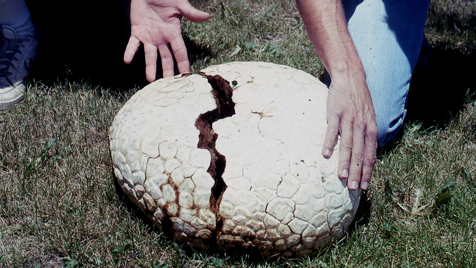 The Western giant puffball Calvatia gigantea of the montane sagebrush steppe of the southern Wind Rivers.