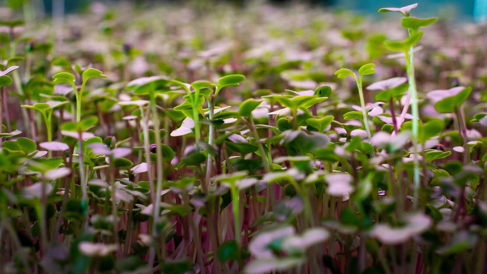 Along with many varieties of mushrooms, Webster Mycology also raises micro greens, like this tray of basic salad mix microgreens.