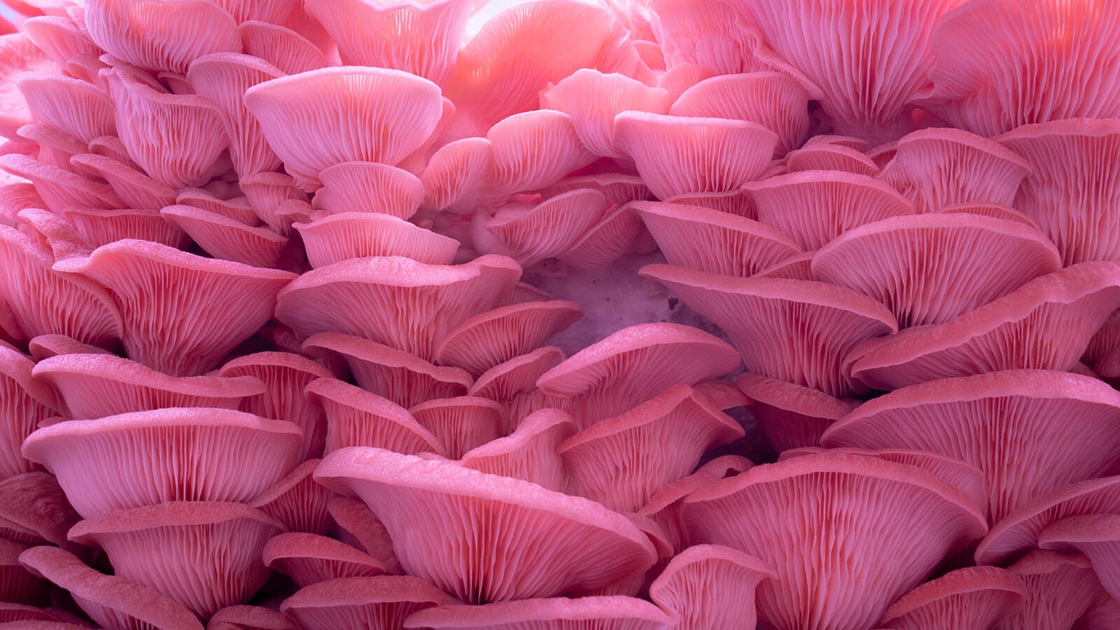 Pink oyster mushrooms.