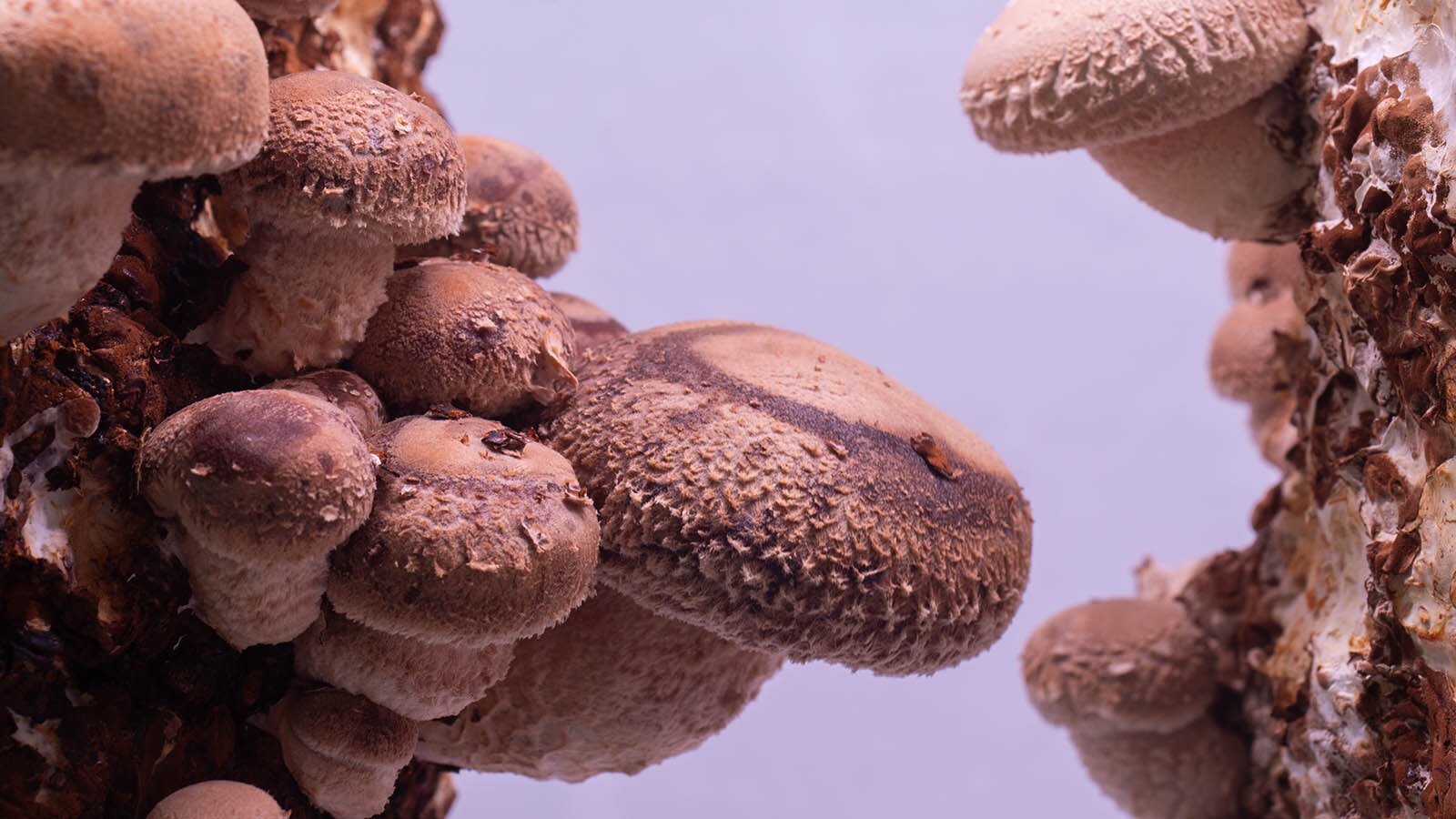 One of the most famous and revered culinary mushrooms, the shiitake.