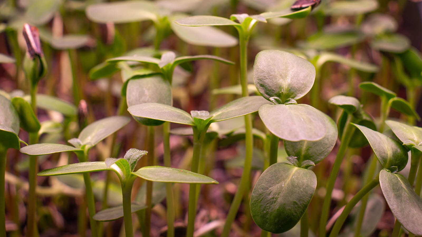 Along with many varieties of mushrooms, Webster Mycology also raises microgreens, like these sunflower microgreens.