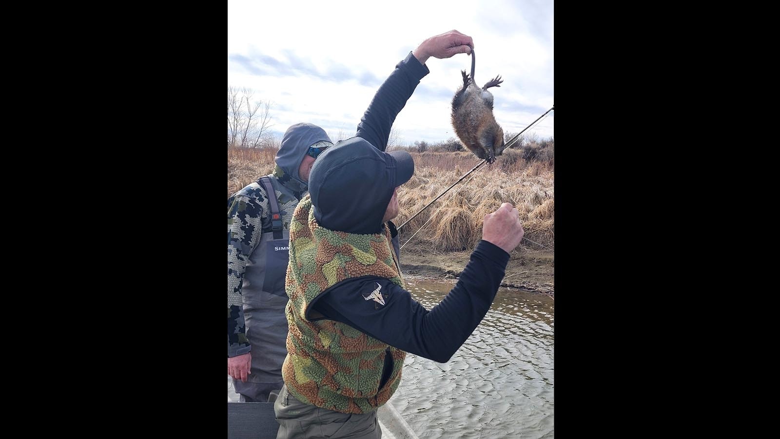 Just like a fish would, this muskrat bit a flyfishing angler’s fly on the North Platte River. Luckily for the muskrat, a fishing guide quickly removed the hook and set the critter free.