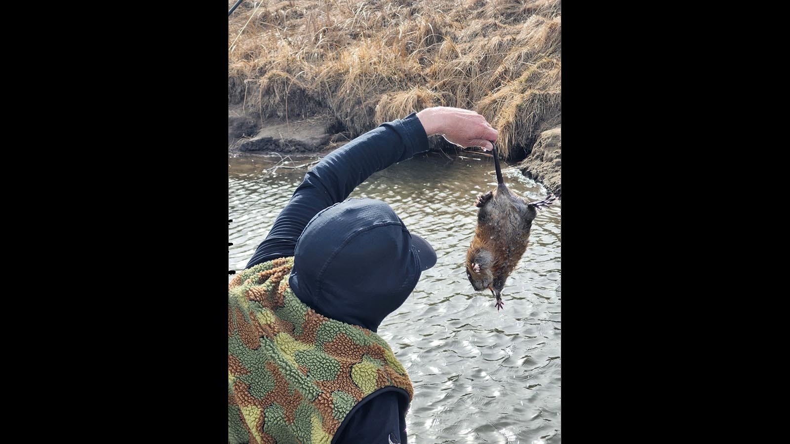 Just like a fish would, this muskrat bit a flyfishing angler’s fly on the North Platte River. Luckily for the muskrat, a fishing guide quickly removed the hook and set the critter free.